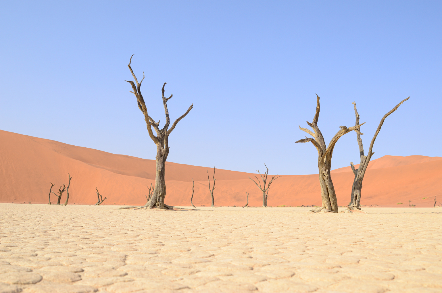 Desert landscape from Nambia. Photo of trees at Deadvei. Trees in a desert. 