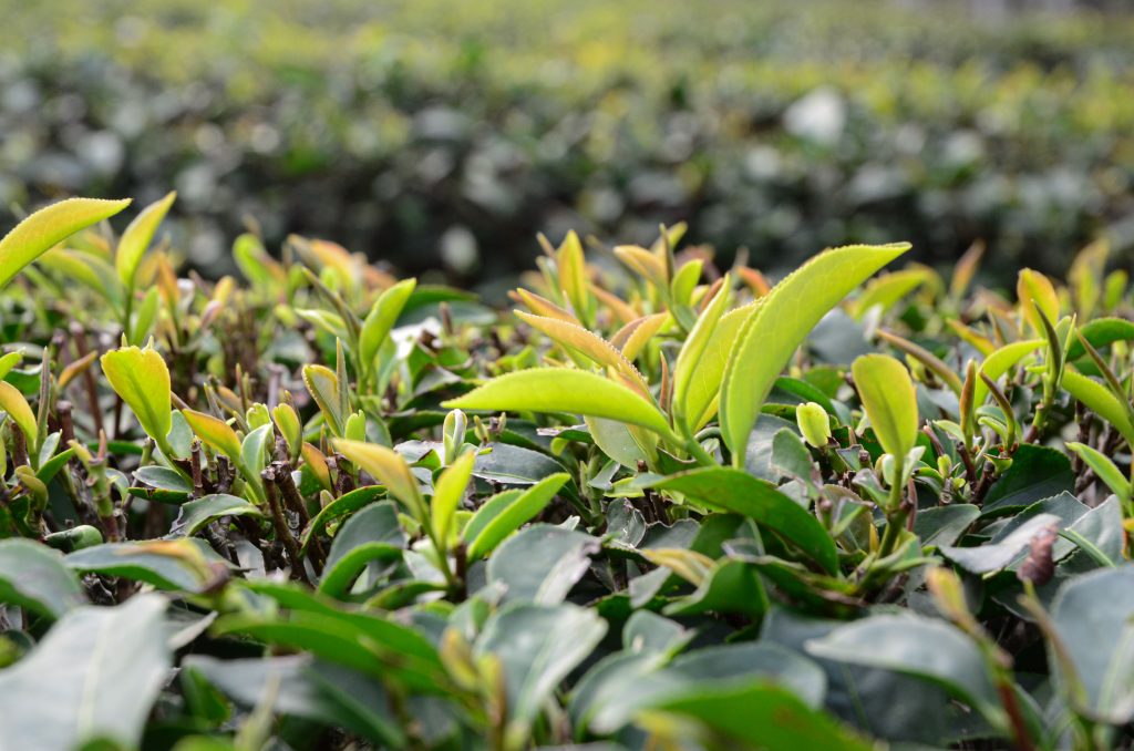High Mountain Oolong tea plantation in Taiwan. Photo of tea plants
