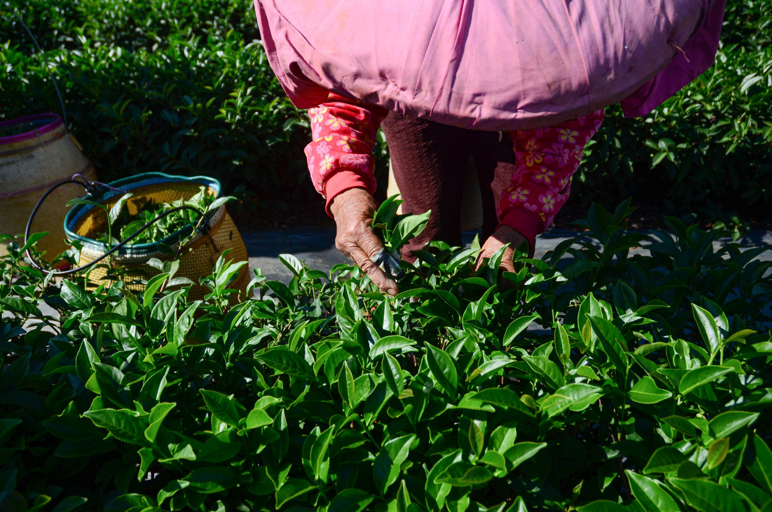  Finger Tea Story House Tea Plantation. Mingjing Township, Nantou. A woman handpicking Oolong Tea in the plantation, 480 m above sea level in Mingjing, the tea village. Photo Lizane Louw