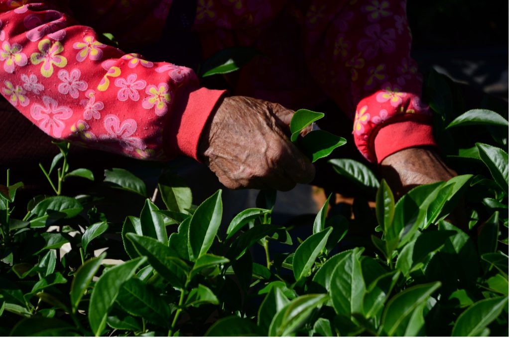 Tea stories. Finger Tea Story House Tea Plantation. Mingjing Township, Nantou. A woman is handpicking Oolong Tea on the plantation, 480 m above sea level in Mingjing, the tea village. Photo Lizane Louw