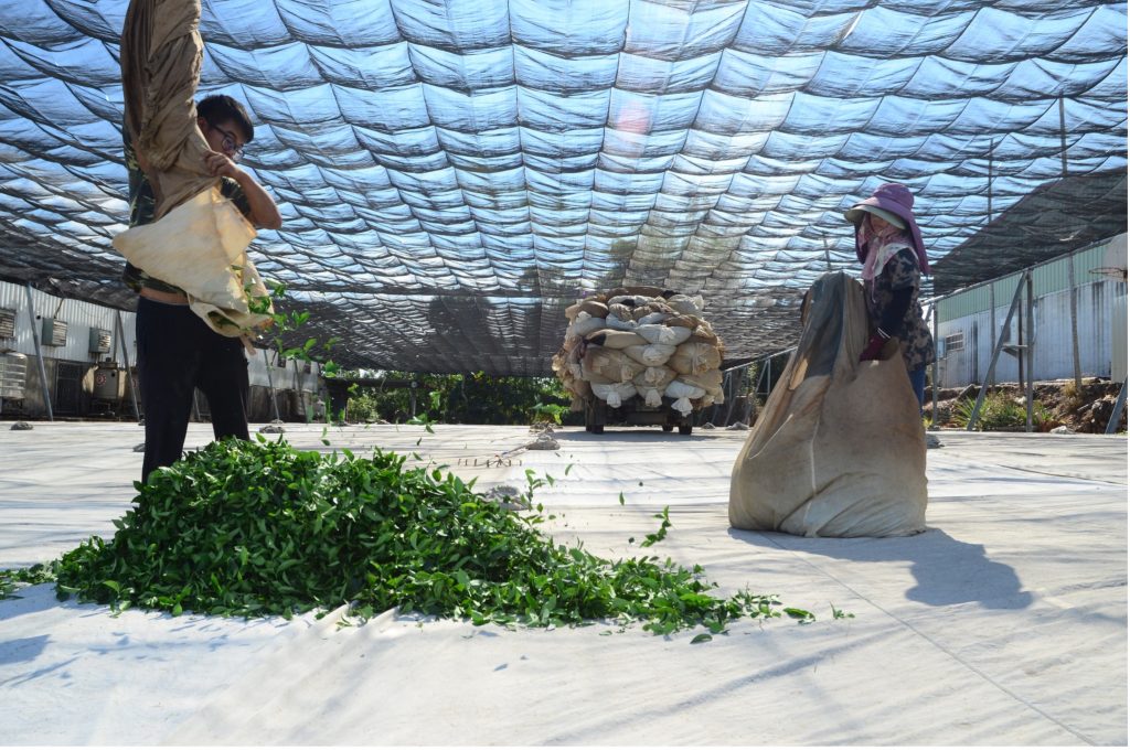 Tea stories. Loose leaf tea in the sorting space after harvest. Photo of Oolong tea in bags.